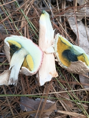 Boletellus ananas image