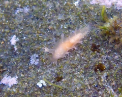 Tritonicula myrakeenae