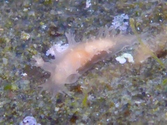 Tritonicula myrakeenae