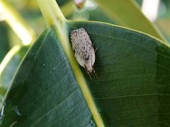 Phaeosaces compsotypa