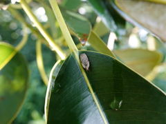 Phaeosaces compsotypa
