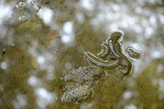 Hynobius quelpaertensis