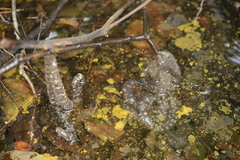 Hynobius quelpaertensis