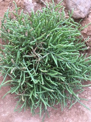 Salicornia ramosissima image