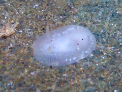 Conualevia alba