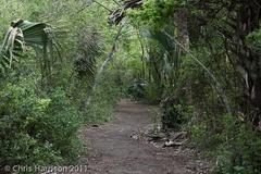 Drymobius margaritiferus margaritiferus