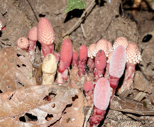 Balanophora dioica (Balanophora dioica)
