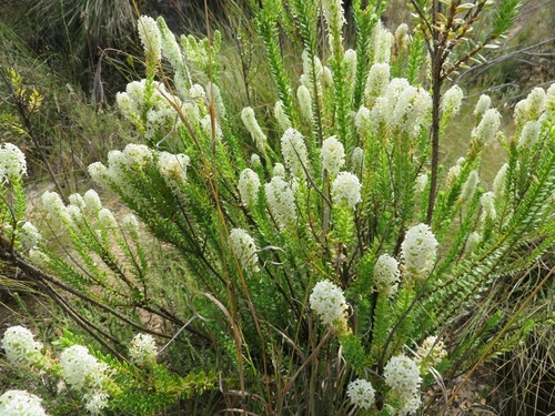 Microdon parviflorus (Microdon parviflorus)