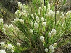Microdon parviflorus