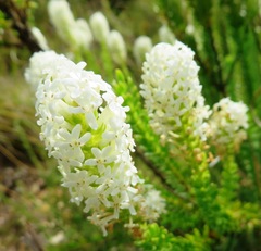 Microdon parviflorus