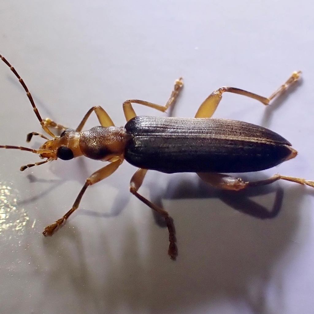 False blister beetle