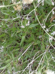 Bebbia atriplicifolia