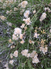 Bebbia atriplicifolia