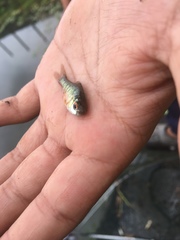 Barbodes semifasciolatus