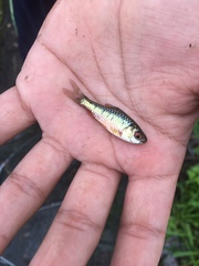 Barbodes semifasciolatus