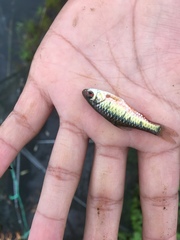 Barbodes semifasciolatus