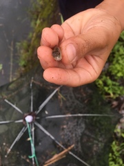 Barbodes semifasciolatus