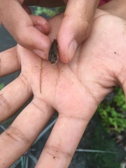 Barbodes semifasciolatus