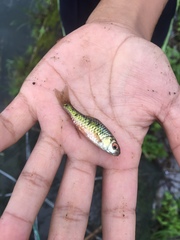 Barbodes semifasciolatus