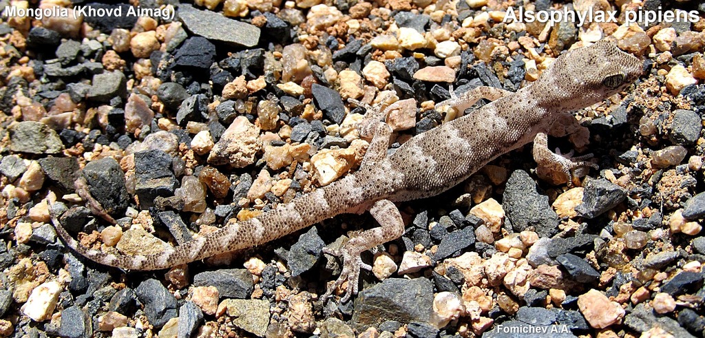 Even-fingered Gecko