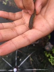 Barbodes semifasciolatus