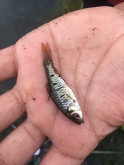 Barbodes semifasciolatus