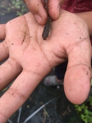 Barbodes semifasciolatus