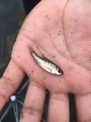 Barbodes semifasciolatus