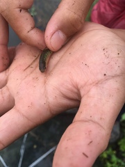 Barbodes semifasciolatus