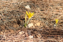 Sternbergia lutea greuteriana