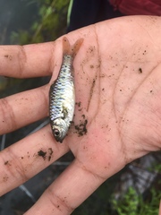 Barbodes semifasciolatus