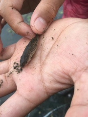 Barbodes semifasciolatus