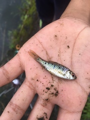 Barbodes semifasciolatus