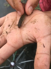 Barbodes semifasciolatus