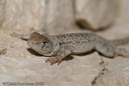 Canyon Lizard
