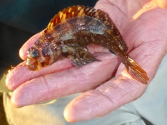 Hypsoblennius gilberti