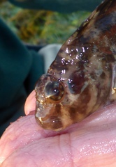 Hypsoblennius gilberti