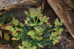 Phyllocladus aspleniifolius