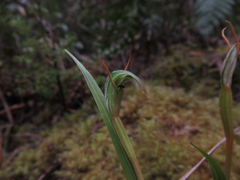 Pterostylis irsoniana