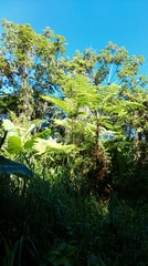 Cyathea arborea