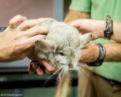 Chinchilla