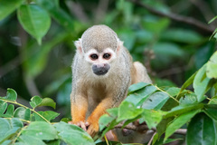 Common Squirrel Monkey photo 1