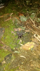 Cyrtopholis portoricae