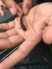 Barbodes semifasciolatus