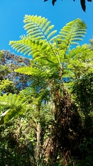 Cyathea arborea