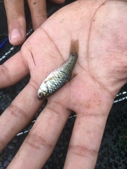 Barbodes semifasciolatus