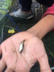 Barbodes semifasciolatus