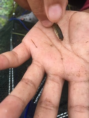 Barbodes semifasciolatus