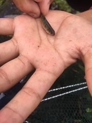 Barbodes semifasciolatus