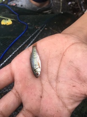 Barbodes semifasciolatus